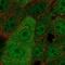 WW Domain Binding Protein 2 antibody, NBP2-56878, Novus Biologicals, Immunofluorescence image 