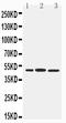 Interferon Regulatory Factor 8 antibody, PA2209, Boster Biological Technology, Western Blot image 