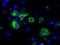 GDH antibody, TA501241, Origene, Immunofluorescence image 