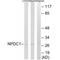 Neural Proliferation, Differentiation And Control 1 antibody, A12846, Boster Biological Technology, Western Blot image 