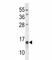 BGP antibody, F47707-0.4ML, NSJ Bioreagents, Western Blot image 