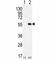 Protein Arginine Methyltransferase 2 antibody, F40445-0.4ML, NSJ Bioreagents, Western Blot image 