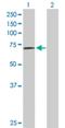 Prolylcarboxypeptidase antibody, H00005547-D01P, Novus Biologicals, Western Blot image 