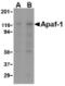 Apoptotic Peptidase Activating Factor 1 antibody, LS-C53478, Lifespan Biosciences, Western Blot image 