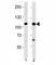 Spalt Like Transcription Factor 4 antibody, F44264-0.4ML, NSJ Bioreagents, Western Blot image 