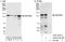 Zinc Finger Protein 280D antibody, A303-233A, Bethyl Labs, Western Blot image 