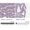 TMEM231 antibody, NBP1-91905, Novus Biologicals, Immunohistochemistry paraffin image 