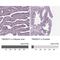 Transmembrane Protein 231 antibody, NBP1-91905, Novus Biologicals, Immunohistochemistry paraffin image 