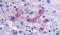 Synoviolin 1 antibody, PA5-34233, Invitrogen Antibodies, Immunohistochemistry frozen image 