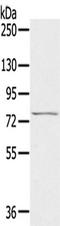 Rho Related BTB Domain Containing 1 antibody, TA350351, Origene, Western Blot image 