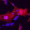 Four And A Half LIM Domains 1 antibody, MAB5938, R&D Systems, Immunofluorescence image 