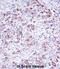 AP2 Associated Kinase 1 antibody, abx028171, Abbexa, Immunohistochemistry frozen image 