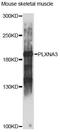 Plexin A3 antibody, LS-C749891, Lifespan Biosciences, Western Blot image 