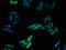 Transmembrane Protein 140 antibody, LS-C396652, Lifespan Biosciences, Immunofluorescence image 