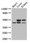 TGIF1 antibody, CSB-PA623005LA01HU, Cusabio, Western Blot image 