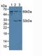 Telomeric Repeat Binding Factor 2 antibody, LS-C373367, Lifespan Biosciences, Western Blot image 