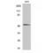 SMAD Family Member 3 antibody, LS-C386109, Lifespan Biosciences, Western Blot image 