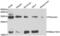 Nerve Growth Factor antibody, abx000643, Abbexa, Western Blot image 