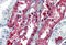 Glutathione S-Transferase Pi 1 antibody, MBS247741, MyBioSource, Immunohistochemistry frozen image 