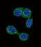 Histamine N-Methyltransferase antibody, abx028049, Abbexa, Immunohistochemistry paraffin image 