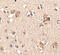 Aryl Hydrocarbon Receptor Interacting Protein Like 1 antibody, 4865, ProSci, Immunohistochemistry paraffin image 