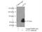 POU Class 2 Homeobox 2 antibody, 10867-2-AP, Proteintech Group, Immunoprecipitation image 