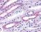 Guanylate Cyclase antibody, MA1-23047, Invitrogen Antibodies, Immunohistochemistry paraffin image 