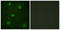p53 antibody, LS-B7722, Lifespan Biosciences, Immunofluorescence image 