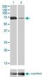 Mitogen-Activated Protein Kinase Kinase Kinase 7 antibody, H00006885-M02, Novus Biologicals, Western Blot image 