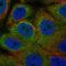 Eukaryotic Translation Initiation Factor 2 Subunit Alpha antibody, HPA064885, Atlas Antibodies, Immunofluorescence image 