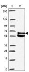 Zinc Finger Protein 526 antibody, PA5-63328, Invitrogen Antibodies, Western Blot image 