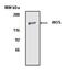 Nitric oxide synthase antibody, AHP2399, Bio-Rad (formerly AbD Serotec) , Western Blot image 