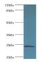 Sclerostin antibody, LS-C379219, Lifespan Biosciences, Western Blot image 