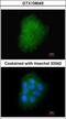 Transmembrane Protein 147 antibody, GTX108045, GeneTex, Immunofluorescence image 