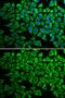 Interleukin 12 Receptor Subunit Beta 1 antibody, GTX55677, GeneTex, Immunofluorescence image 