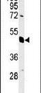 Eukaryotic Translation Initiation Factor 3 Subunit G antibody, PA5-25261, Invitrogen Antibodies, Western Blot image 