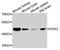 Pyruvate Dehydrogenase Kinase 3 antibody, orb373924, Biorbyt, Western Blot image 