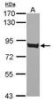 CD36 Molecule antibody, PA5-29589, Invitrogen Antibodies, Western Blot image 