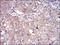 Ribosomal Protein S6 Kinase A2 antibody, NBP2-52555, Novus Biologicals, Immunohistochemistry paraffin image 