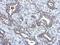 Mitochondrial Ribosomal Protein L18 antibody, GTX121511, GeneTex, Immunohistochemistry paraffin image 