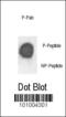 FXYD Domain Containing Ion Transport Regulator 1 antibody, MBS9210960, MyBioSource, Dot Blot image 