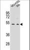 WD Repeat Domain 86 antibody, LS-C160608, Lifespan Biosciences, Western Blot image 