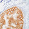 Phosphotyrosine antibody, AM00199PU-N, Origene, Immunohistochemistry frozen image 