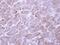 ADP Ribosylation Factor Like GTPase 1 antibody, NBP2-15461, Novus Biologicals, Immunohistochemistry paraffin image 