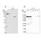 Zw10 Kinetochore Protein antibody, NBP2-38644, Novus Biologicals, Western Blot image 