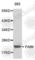 Fas Apoptotic Inhibitory Molecule antibody, A0679, ABclonal Technology, Western Blot image 