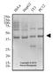 Tumor Susceptibility 101 antibody, NBP2-77452, Novus Biologicals, Western Blot image 