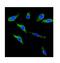 Potassium Voltage-Gated Channel Subfamily H Member 1 antibody, A01036-3, Boster Biological Technology, Immunofluorescence image 