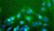 CD204 antibody, PA5-22956, Invitrogen Antibodies, Immunofluorescence image 