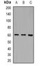 Leukocyte Immunoglobulin Like Receptor B5 antibody, orb382504, Biorbyt, Western Blot image 